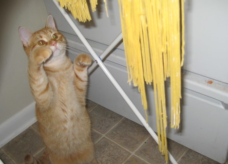 chat jouant avec des pâtes